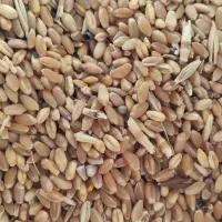 فروش گندم درجه یک