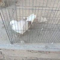 دوکت