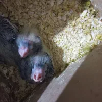 فروش سه عدد جوجه عروس هلندی