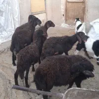 تعداد شش عدد بره افشار