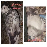 فروش ۷جفت کبوتر با ۱۰تا جوجه باهم