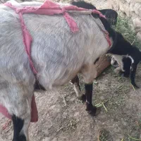 بز و بزغاله