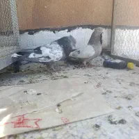 سینه سبز سینه سوسنی
