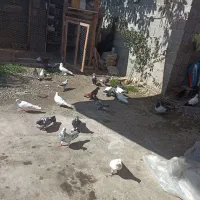 کبوتر