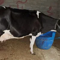 فروش گاو خارجی خونگی