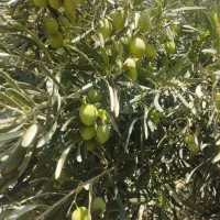 زیتون درشت و ریز