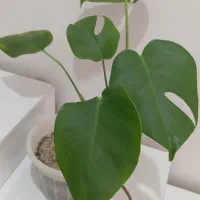 گل برگ انجیری