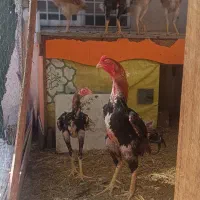 تخم مرغ اوشامو