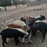 کهره ی نرچاق