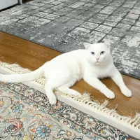 واگذاری گربه نر اسکاتیش