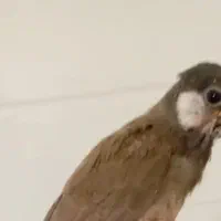 جوجه قناری محلی