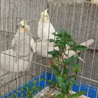 عروس هلندی سرحال