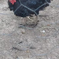 مرغ و خروس و بوقلمون
