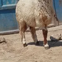 بازدید حمیدیه