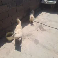 سگ پاکوتاه