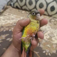 گرینچیک 3عدد