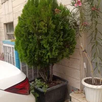 کاج|گل و گیاه طبیعی|مشهد, زیبا شهر|دیوار