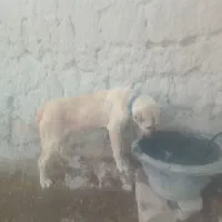 یگ کنگال