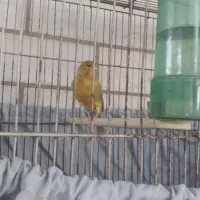 قناری نر مست شلاقی