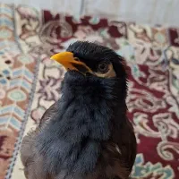 مینا
