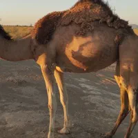 شتر