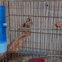سقا ماده آماده
