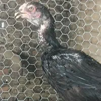 مرغ لاری