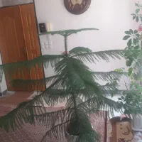 گل و گیاه