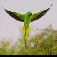 گل معاوضه دارم