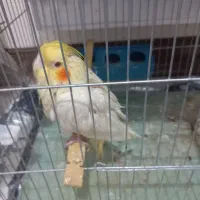 عروس هلندی