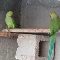 طوطی ملنگو مولد