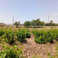 فروش باغ انگور