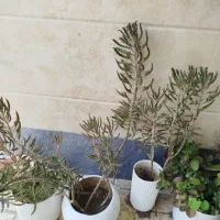 گل و گلدان