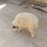 یک گوسفند در بستان