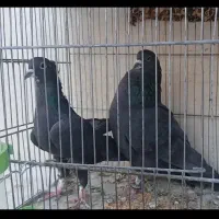 کبوتر