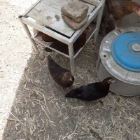 جوجه مرغ محلی