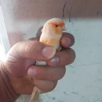 قناری موزاییکی