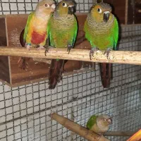 گرینچیک و بلک کاپ