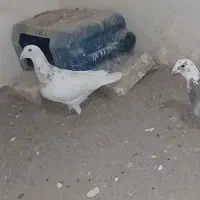 کفتر سار نر قلدور قرقری  درشت