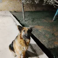 سگ نگهبان