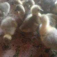 جوجه غاز و اردک اسرائیل