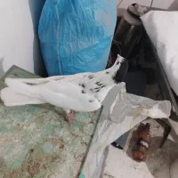 کبوتر دمگیردوبحر