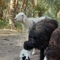 گوسفند عوسی ماده