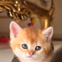 بچه گربه بریتیش گلد