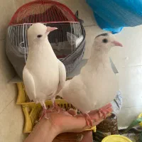 پرنده کبوتر