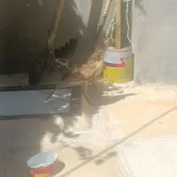 لری و گلین لری