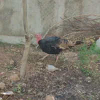 بوقلمون نر جون و سالم