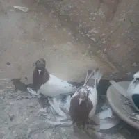 کفتر