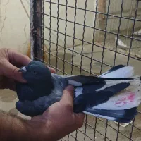 کبوتر جدید رسید. قفسی جدید