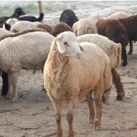 بره نر